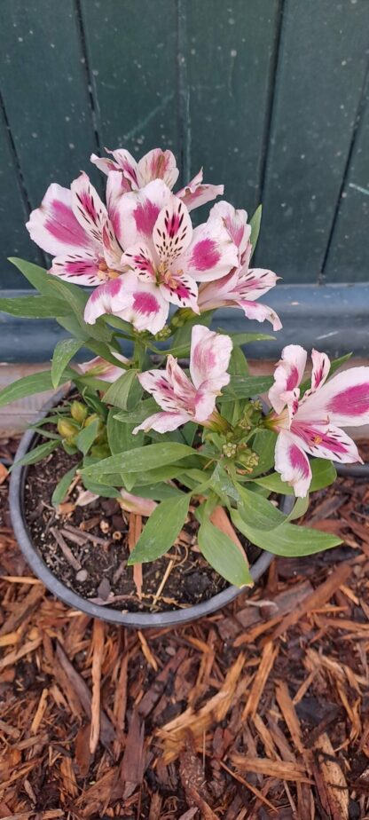 ALSTROEMERIA INTICANCHA Inca Lily Compact - White Pink Blush 4,5L