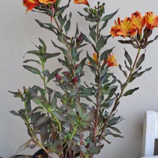 ALSTROEMERIA AUREA Inca Lily Garden – Indian Summer 4,5L