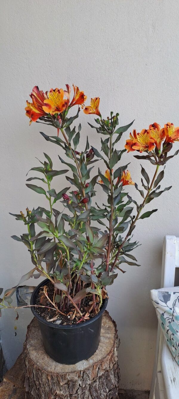 1000234905.jpg ALSTROEMERIA AUREA Inca Lily Garden - Indian Summer 4,5L
