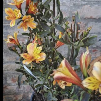 ALSTROEMERIA AUREA Inca Lily Garden – Summer Breeze 4,5L
