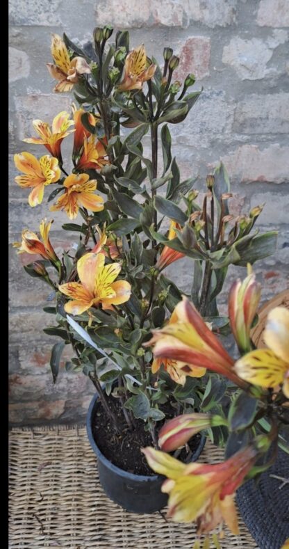 ALSTROEMERIA AUREA Inca Lily Garden - Summer Breeze 4,5L