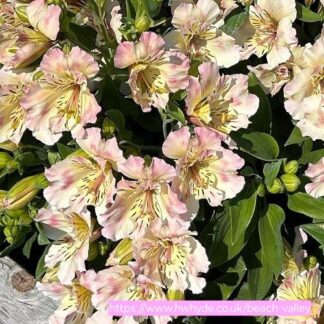 ALSTROEMERIA AUREA Inca lily (35-45cm) – Beach Valley 4,5L
