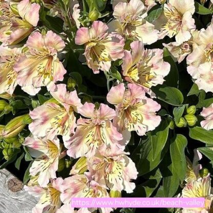 ALSTROEMERIA AUREA Inca lily (35-45cm) - Beach Valley 4,5L
