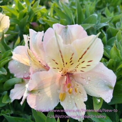 ALSTROEMERIA AUREA Inca lily (35-45cm) - Beach Valley 4,5L - Image 2