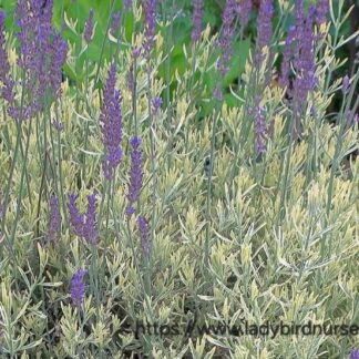 LAVANDULA X ALLARDII  – Meerlo 17cm