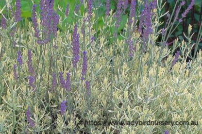 LAVANDULA X ALLARDII  - Meerlo 17cm