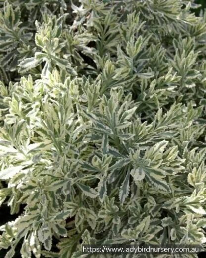 LAVANDULA X ALLARDII  - Meerlo 17cm - Image 2