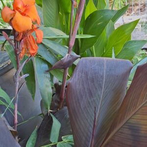 1000236053-scaled.jpg Canna lily 'Wyoming'