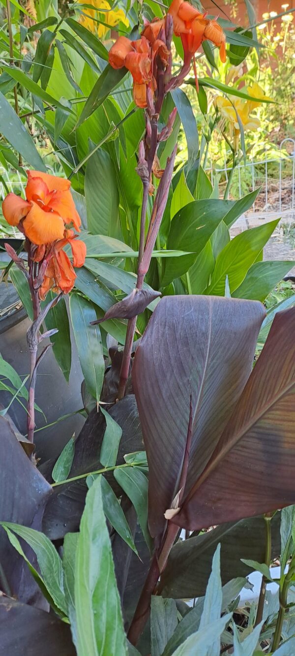 Canna lily 'Wyoming'