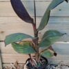 Canna lily 'Wyoming'
