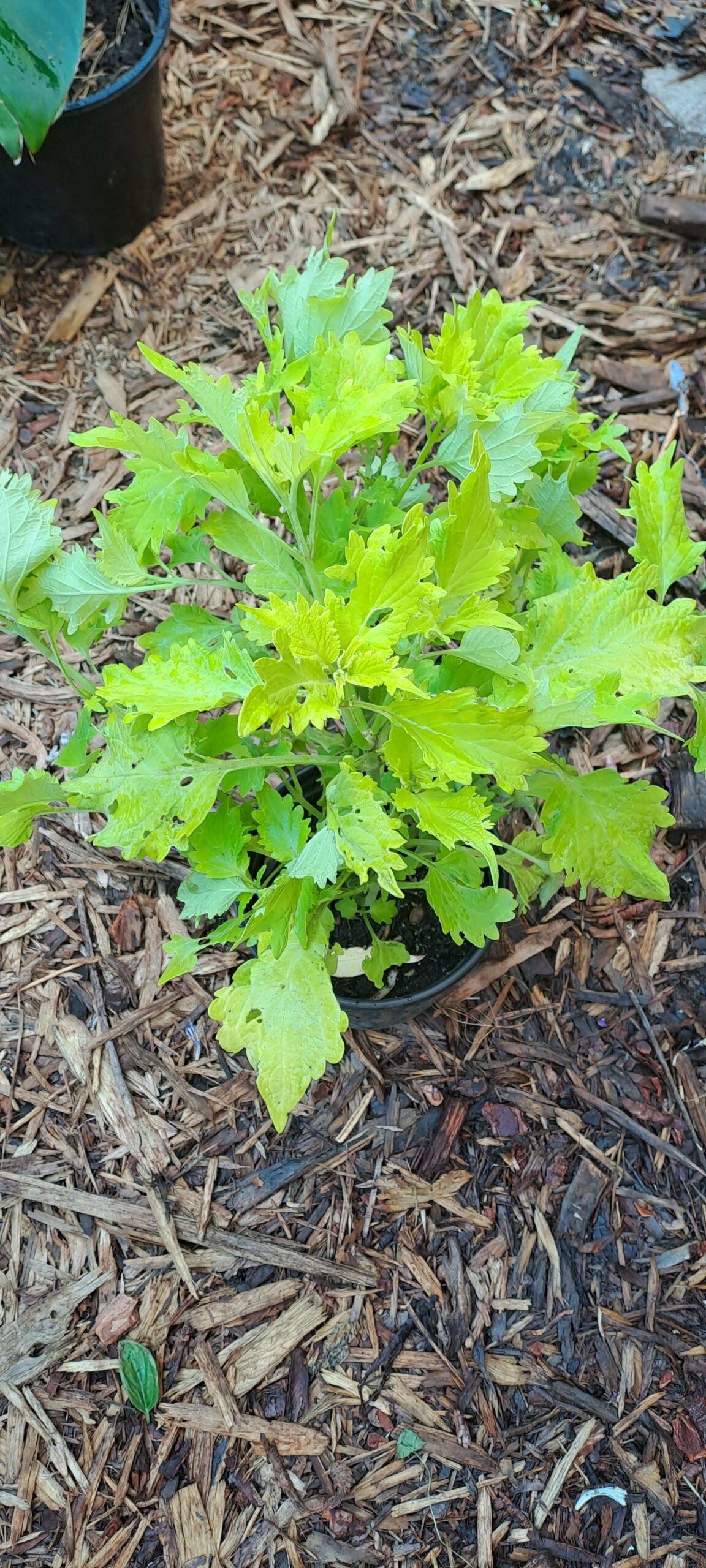 Coleus ‘wasabi’ The Plant Lady
