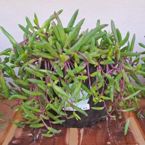 1000237074.jpg String of beads 'purple flush'
