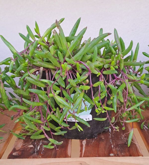 1000237074.jpg String of beads 'purple flush'