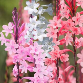 WATSONIA  – Mix Colours 3L