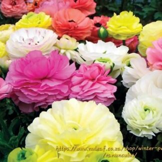 RANUNCULUS ASIATICUS  – Mache Mix 15cm