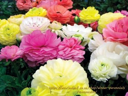 RANUNCULUS ASIATICUS  - Mache Mix 15cm