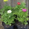 1000243511.jpg RANUNCULUS ASIATICUS - Mache Mix 15cm