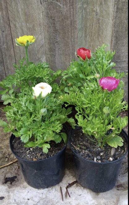 RANUNCULUS ASIATICUS  - Mache Mix 15cm - Image 2