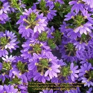 SCAEVOLA AEMULA Fairy Fan Flower – Bondi Blue 15cm