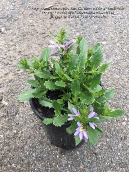SCAEVOLA AEMULA Fairy Fan Flower - Bondi Blue 15cm - Image 2