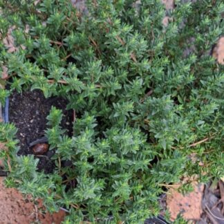 THYMUS VULGARIS Common Thyme – Winter 15cm