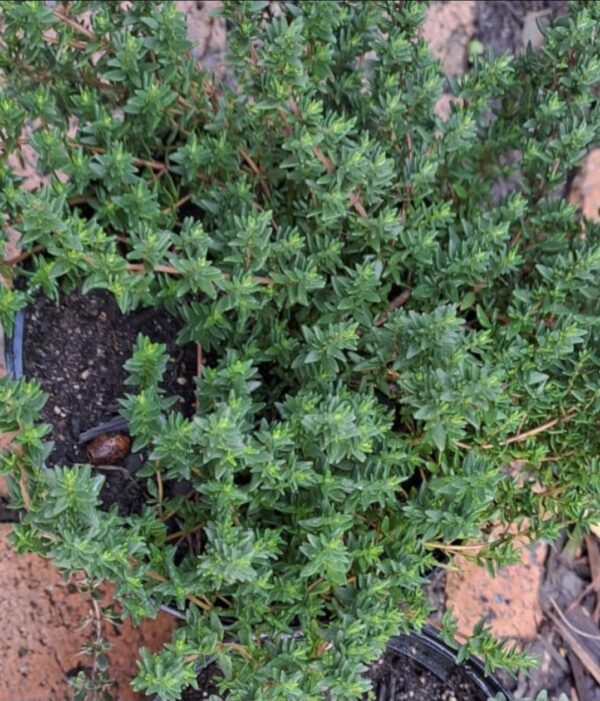1000243515.jpg THYMUS VULGARIS Common Thyme - Winter 15cm
