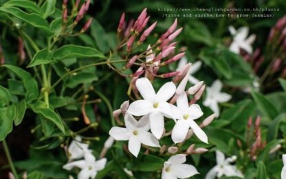 JASMINUM POLYANTHUM Pink Jasmine 21cm