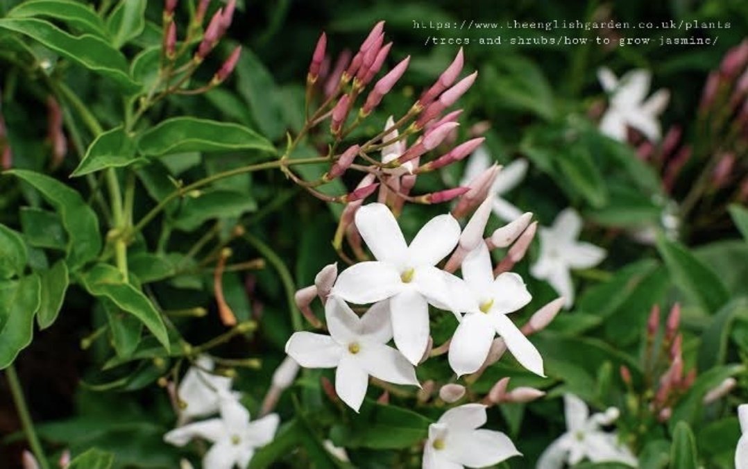 thumbnail image 2 of Pink Jasmine Live Starter Plant – Jasminum Polyanthum – Extremely Fragrant – Well Rooted 2 of 5