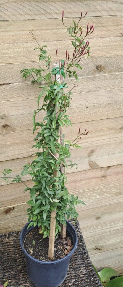 JASMINUM POLYANTHUM Pink Jasmine 21cm - Image 2