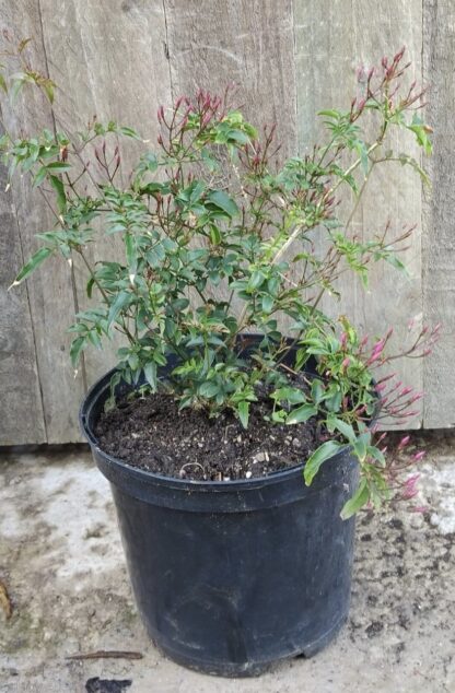 JASMINUM POLYANTHUM Pink Jasmine 21cm - Image 3