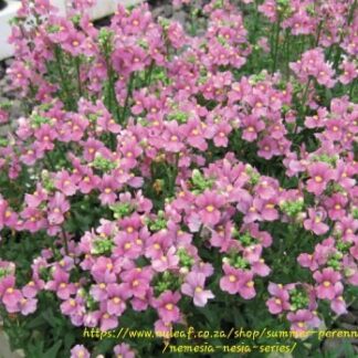 NEMESIA FRUTICANS Cape Snapdragon – Blush Pink 15cm