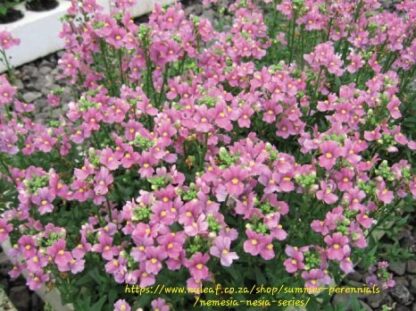 NEMESIA FRUTICANS Cape Snapdragon - Blush Pink 15cm