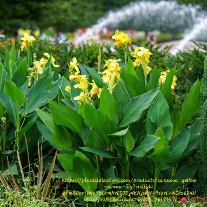 CANNA Canna Lily - Yellow 3L