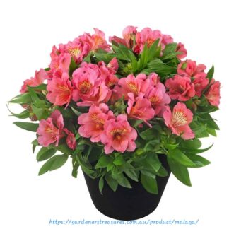 ALSTROEMERIA INTICANCHA Inca Lily Compact – Malaga 4,5L