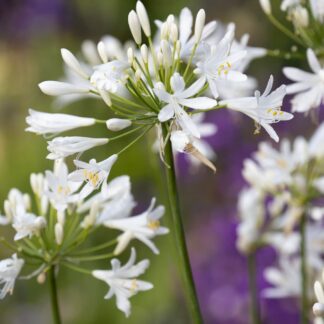 AGAPANTHUS African Lily – White Pixie 3L