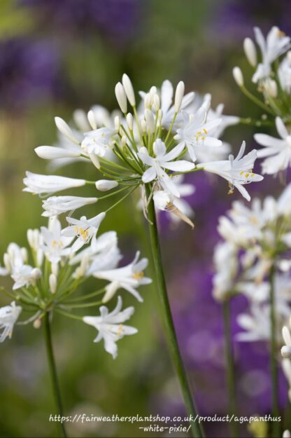 AGAPANTHUS African Lily - White Pixie 3L