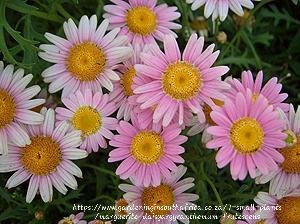 ARGYRANTHEMUM FRUTESCENS Marguerite Daisy – Large Pink 15cm