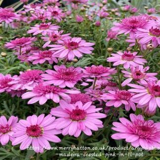 ARGYRANTHEMUM MADEIRA Maidera Daisy – Crested Hot Pink 15cm