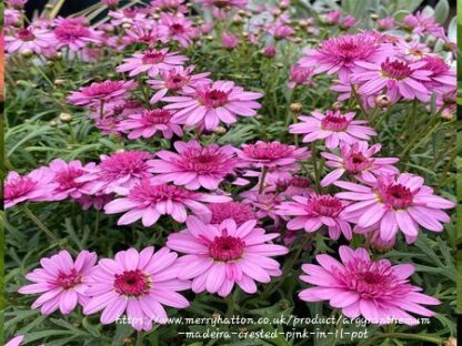 ARGYRANTHEMUM MADEIRA Maidera Daisy - Crested Hot Pink 15cm
