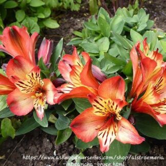 ALSTROEMERIA INTICANCHA Inca Lily Compact – Bryce 4,5L