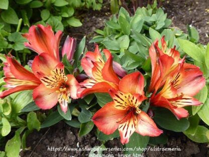 ALSTROEMERIA INTICANCHA Inca Lily Compact - Bryce 4,5L