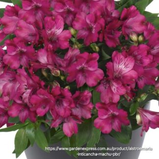 ALSTROEMERIA INTICANCHA Inca Lily Compact – Machu 4,5L