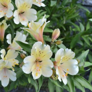 ALSTROEMERIA AUREA Inca Lily Garden - Summer Snow 4,5L