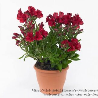 ALSTROEMERIA INTICANCHA Inca Lily Compact – Valentino 4,5L