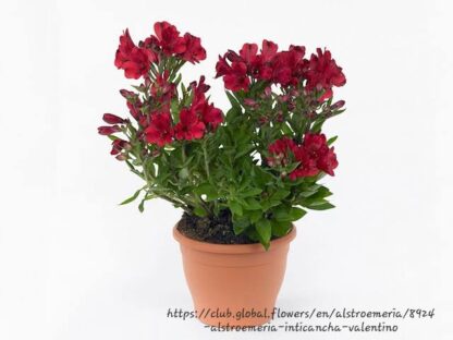 ALSTROEMERIA INTICANCHA Inca Lily Compact - Valentino 4,5L