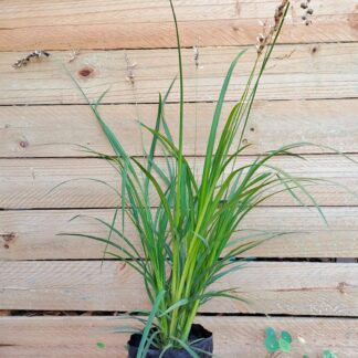 Weeping Anthericum / Chlorophytum Saudersiae