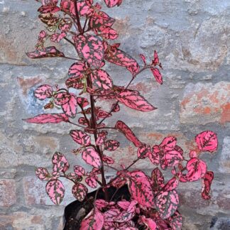 Hypoestes pink