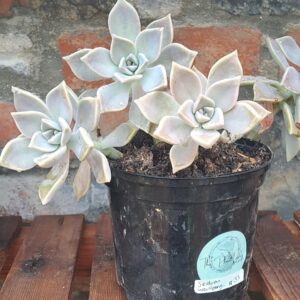 1000252416-1.jpg Sedum Weinbergii Succulent
