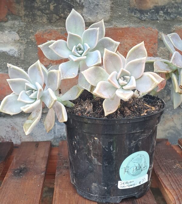 1000252416-1.jpg Sedum Weinbergii Succulent