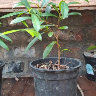 syzygium paniculatum 17cm